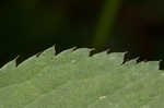 Canadian blacksnakeroot